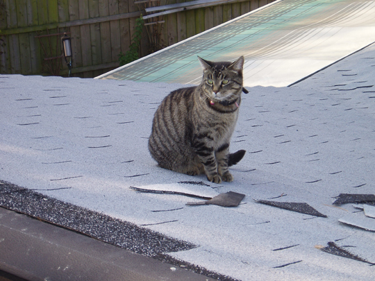 roof 5
